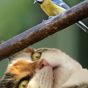 Es tiempo de avistar aves