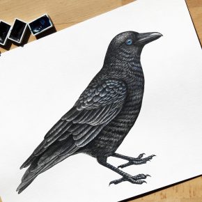 Aves, insectos y anfibios bogotanos