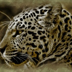 Jaguar, la voz de un territorio