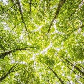 Retos y desafíos de las Normas Internacionales de Sostenibilidad